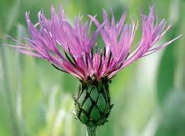 Attēlu rezultāti vaicājumam “Centaurea stoebe”