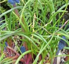 Attēlu rezultāti vaicājumam “Muscari botryoides leaf”