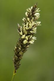 Attēlu rezultāti vaicājumam “Carex appropinquata fruit”