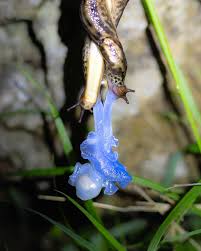 Attēlu rezultāti vaicājumam “Limax maximus”