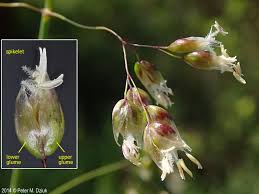 Attēlu rezultāti vaicājumam “Hierochloe odorata flower”