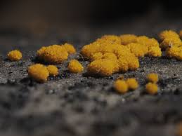 Attēlu rezultāti vaicājumam “Trichia ambigua stalked”