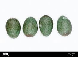 Attēlu rezultāti vaicājumam “Turdus merula eggs”