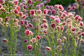 Image result for Aquilegia vulgaris `Nora Barlow`