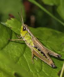 Attēlu rezultāti vaicājumam “Chortippus sp.”