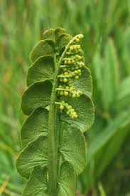 Attēlu rezultāti vaicājumam “Botrychium lunaria”