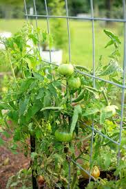 Afbeeldingsresultaat voor marizol purple tomato