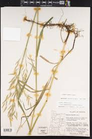 Attēlu rezultāti vaicājumam “Bromopsis inermis fruit”