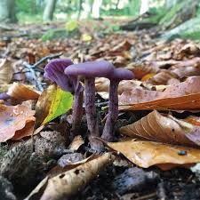 Attēlu rezultāti vaicājumam “Laccaria amethystina”