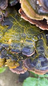 Attēlu rezultāti vaicājumam “Badhamia utricularis spores”