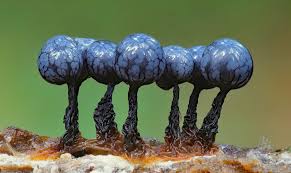 Attēlu rezultāti vaicājumam “Cribraria macrocarpa young”