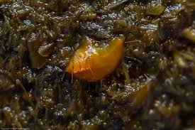 Attēlu rezultāti vaicājumam “Cheilymenia stercorea”