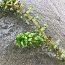 Attēlu rezultāti vaicājumam “Hydrilla verticillata”