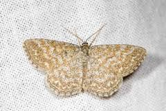 Attēlu rezultāti vaicājumam “Scopula immorata”