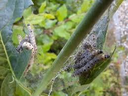 Attēlu rezultāti vaicājumam “Yponomeuta malinellus / cagnagella larva”