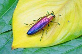 Attēlu rezultāti vaicājumam “Acilius sulcatus female”