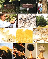 Attēlu rezultāti vaicājumam “Diachea subsessilis stalked”