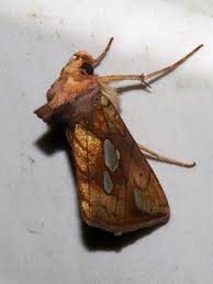 Attēlu rezultāti vaicājumam “Plusia festucae”