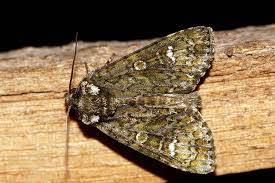 Attēlu rezultāti vaicājumam “Craniophora ligustri imago”