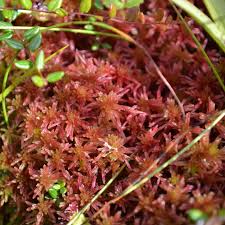 Attēlu rezultāti vaicājumam “Sphagnum warnstorfii”