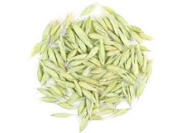 Attēlu rezultāti vaicājumam “Avena sativa fruit”