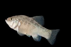 Attēlu rezultāti vaicājumam “Leocarpus sp.”