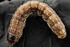 Attēlu rezultāti vaicājumam “Agrotis ripae larva”