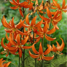 Attēlu rezultāti vaicājumam “Lilium martagon fruit”