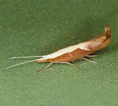 Attēlu rezultāti vaicājumam “Ypsolopha dentella”