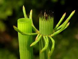 Attēlu rezultāti vaicājumam “Equisetum fluviatile”