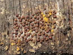 Attēlu rezultāti vaicājumam “Perichaena corticalis”