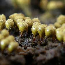 Attēlu rezultāti vaicājumam “Hemitrichia sp.”