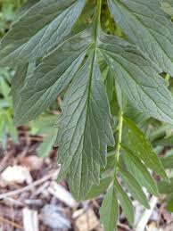 Attēlu rezultāti vaicājumam “Valeriana officinalis leaf”