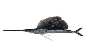 Image result for Istiophorus platypterus