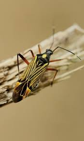 Attēlu rezultāti vaicājumam “Miridae”