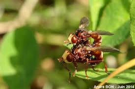 Attēlu rezultāti vaicājumam “Sicus ferrugineus”