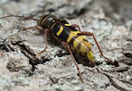 Attēlu rezultāti vaicājumam “Plagionotus detritus imago”