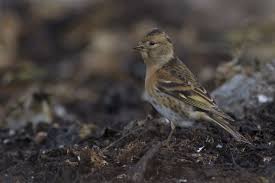 Attēlu rezultāti vaicājumam “Fringilla montifringilla”