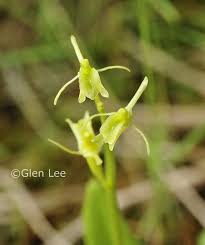 Attēlu rezultāti vaicājumam “Liparis loeselii flower”