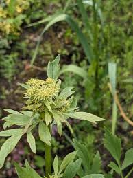Attēlu rezultāti vaicājumam “Levisticum officinale”