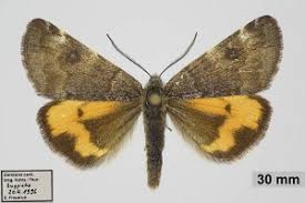 Attēlu rezultāti vaicājumam “Boudinotiana notha”