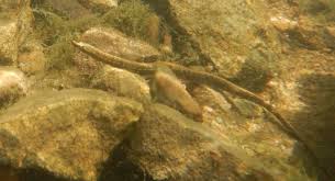 Image result for Pseudomyxus capensis