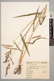 Attēlu rezultāti vaicājumam “Echinochloa crus-galli”