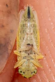 Attēlu rezultāti vaicājumam “Macrosteles sp.”