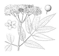 Attēlu rezultāti vaicājumam “Adoxaceae”