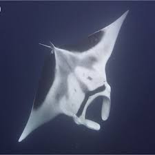 Image result for Mobula birostris