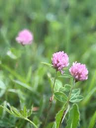 Attēlu rezultāti vaicājumam “Trifolium pratense flower”