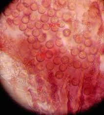 Attēlu rezultāti vaicājumam “Cribraria languescens”
