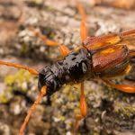 Attēlu rezultāti vaicājumam “Necydalis major”