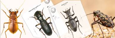 Attēlu rezultāti vaicājumam “Scarabaeidae”